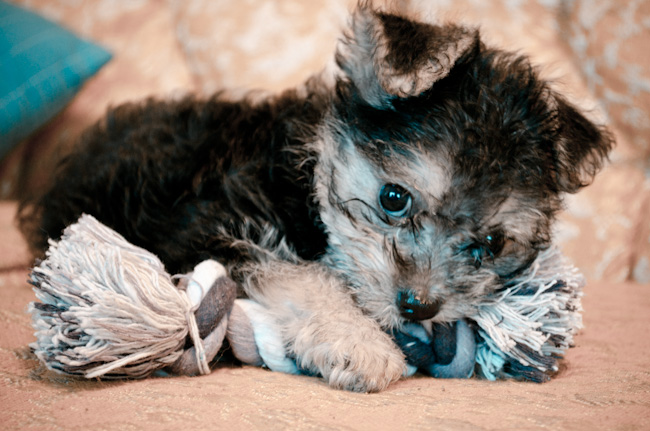 Christmas Puppy named Tuppy