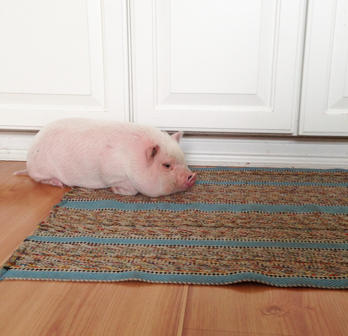 For One Week, We Had A Pet Pig